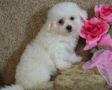 Puppies for sale , bichon frise - Poland, Krakow