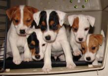 Puppies for sale jack russell terrier - Belgium, , Brussels. Price 400 €