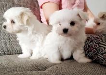 Puppies for sale maltese - Italy, Florence