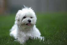 Puppies for sale , bolognese - Ireland, Cork