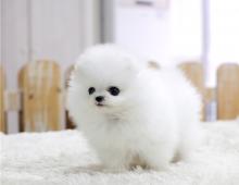 Puppies for sale pomeranian spitz - Netherlands, NEC