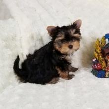 Puppies for sale yorkshire terrier - Germany, Gelsenkirchen. Price 10 €