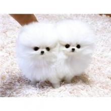 Puppies for sale pomeranian spitz - Ireland, Drogheda