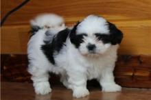 Puppies for sale shih tzu - Romania, Dirlosh