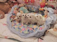 Puppies for sale maltese - Greece, Heraklion