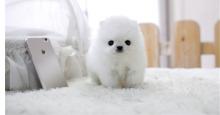 Puppies for sale pomeranian spitz - Denmark, Odense