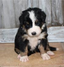 Puppies for sale bernese mountain dog - Finland, Helsinki