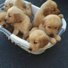 Puppies for sale golden retriever - Hungary, Budapest