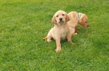 Puppies for sale labrador retriever - USA, Montana