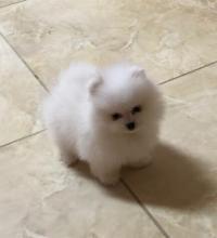 Puppies for sale pomeranian spitz - United Kingdom, Middlesbrough