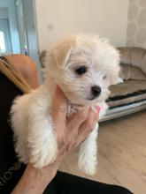 Puppies for sale maltese - Canada, Ontario, Kitchener