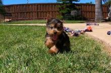 Puppies for sale yorkshire terrier - Canada, Nova Scotia