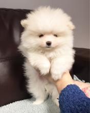 Puppies for sale pomeranian spitz - Ireland, Dublin. Price 250 €