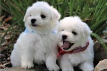 Puppies for sale maltese - Netherlands, Vught