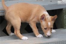 Puppies for sale , portuguese podengo - Portugal, Portalegre