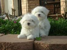 Puppies for sale maltese - Ireland, Dublin, Waterford