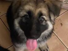 Puppies for sale german shepherd dog - Kazakhstan, Karaganda