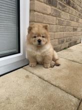 Puppies for sale chow chow - Ireland, Dundalk