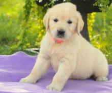 Puppies for sale golden retriever - Belarus, Maladzyechna