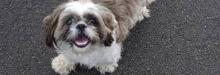 Puppies for sale lhasa apso - Netherlands, Petten