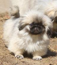 Puppies for sale pekinese - Belarus, Grodno