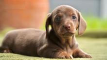 Puppies for sale dachshund - Slovenia, Osijek