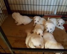 Puppies for sale maltese - Netherlands, Amsterdam