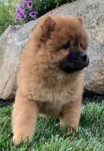 Puppies for sale chow chow - Ukraine, Kharkiv