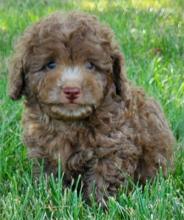 Puppies for sale ,  cockapoo - Latvia, Aizkraukle