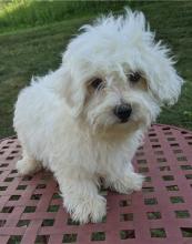 Puppies for sale maltese - Turkmenistan, Ashgabat