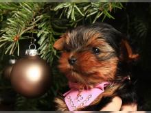 Puppies for sale yorkshire terrier - Germany, Frankfurt an der Oder