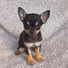 Puppies for sale chihuahua - Uzbekistan, Namangan