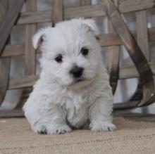 Puppies for sale west highland white terrier - Azerbaijan, Sumgait