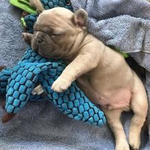 Puppies for sale french bulldog - United Kingdom, Harlow, newark