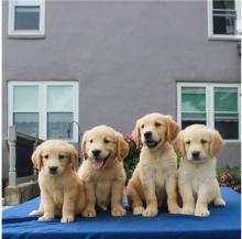 Puppies for sale golden retriever - USA, Nebraska