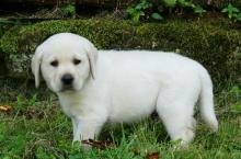 Puppies for sale labrador - Luxembourg, Luxembourg