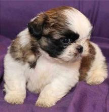 Puppies for sale shih tzu - Kazakhstan, Turkestan