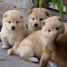 Puppies for sale , shiba inu - United Kingdom, London