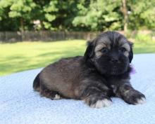 Puppies for sale lhasa apso - Finland, Tampere