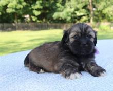 Puppies for sale lhasa apso - Lithuania, Trakai