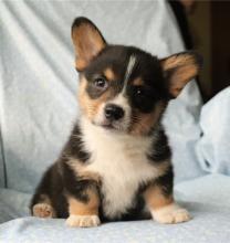 Puppies for sale , welsh corgi pembroke - Spain, Madrid