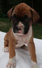 Puppies for sale boxer - Ukraine, Chernivtsi