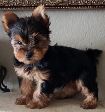 Puppies for sale yorkshire terrier - Russia, Angarsk