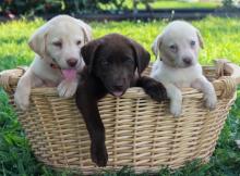 Puppies for sale labrador retriever - Azerbaijan, Sumgait
