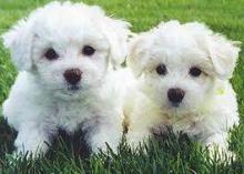 Puppies for sale maltese, maltipoo - Russia, Ekaterinburg