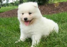 Puppies for sale samoyed dog (samoyed) - Belarus, Maladzyechna