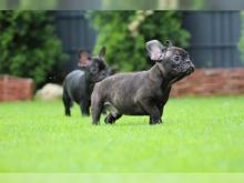 Puppies for sale french bulldog - Slovenia, Novi Sad