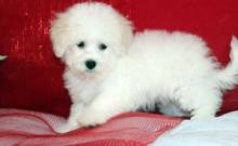 Puppies for sale , maltipoo - Estonia, Narva