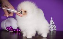 Puppies for sale , pomeranian  - Netherlands, Breda