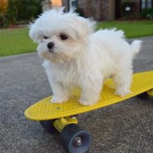 Puppies for sale maltese - Ukraine, Zaporizhzhya